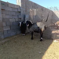 فروش بره قوچ|حیوانات مزرعه|سرچهان, |دیوار