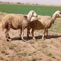 میش پلنگی