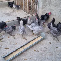 تخم مرغ نطفه دار گلین