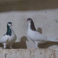 کبوتر شهری|پرنده|مرودشت, بهارستان|دیوار