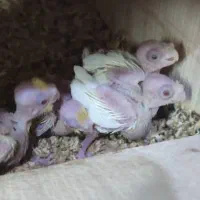 تعدادی جوجه سرلاکی عروس هلندی نژاد های مختلف|پرنده|مرودشت, کناره|دیوار