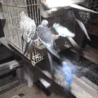 مرغ عشق عروس فنج|پرنده|خشکبیجار, |دیوار