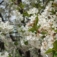 باغ در ساربانک