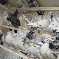 کبوتر بارجدید ۹/۱۰.دوشنبه .کفترتعداد.سواکن و جداکن|پرنده|کرج, حیدرآباد|دیوار