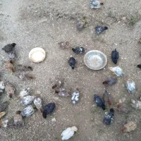 جوجه چهل روزه