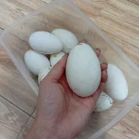 تخم قو غاز و آفریقای نطفه دار|حیوانات مزرعه|آستانه اشرفیه, |دیوار