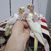 جوجه عروس|پرنده|دزفول, |دیوار