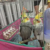 عروس سیاموند ویک عروس ابلق