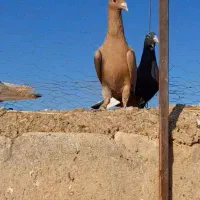 زرد نرگوهک عتیغه