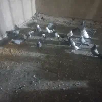 ۶تاکوهی و۲تادوده ای یک دم سبز اصفهانی