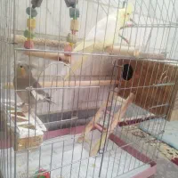 عروس هلندی|پرنده|شهریار, کهنز|دیوار