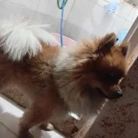 سگ پامرین گم شده مژدگانی ده میلیونی