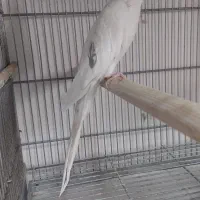 البینو تک خال پروانه ای. نر