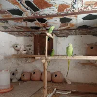 ملنگو|پرنده|درمیان, |دیوار