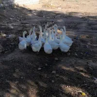 تعدادی قوغاز سفیدچینی واوکراینی بفروش میرسد|حیوانات مزرعه|مرند, |دیوار