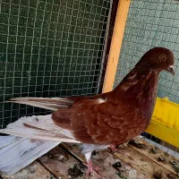 کبوتر پرشی