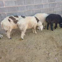 بره نر چاق جفتی نود کیلو