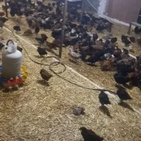 فروش جوجه گلپایگان ۵۰ روزه هستن