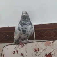 کبوتر پرشی|پرنده|خرمشهر, |دیوار