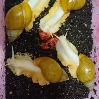 حلزون البینو|خزنده|بندر گناوه, |دیوار