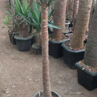 فروش یوکا با کیفیت|گل و گیاه طبیعی|عباس‌آباد, |دیوار