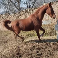 اسب وارداتی