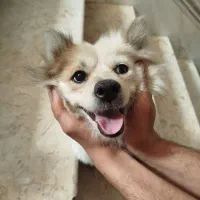سگ پامر
