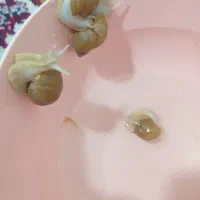 حلزون ارایشی