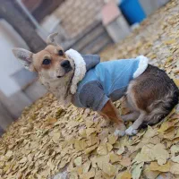 هودی سگ|لوازم جانبی حیوانات|تهران, فردوسی|دیوار