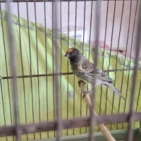 گلبسر جوجه قفس ۳ساله|پرنده|تهران, مشیریه|دیوار