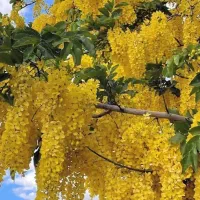 گیاه ملی کشور تایلند و گیاهان فضای باز کلکسیونی