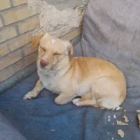 سگ شیتوز نژاد خوب