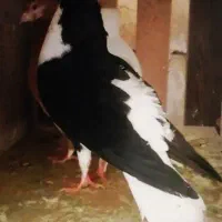 3تاکفتر ساده سیاه کاکلی نر واکسی بزرگه پرشی