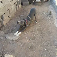 سگ پیت بول|سگ|قزوین, |دیوار