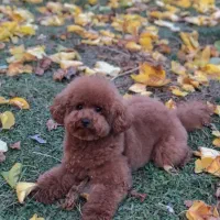 پودل وارداتی