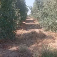 یک هکتاردرخت آکالپیتوس