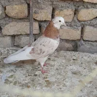 کبوتر شازده هما