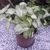 گل فروشی|گل و گیاه طبیعی|ساری, |دیوار