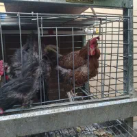 مرغ|حیوانات مزرعه|مبارکه, |دیوار