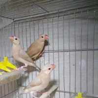 فنچ نرگسی شکلاتی فنچ جاوا در اندیشه|پرنده|تهران, چیتگر جنوبی|دیوار