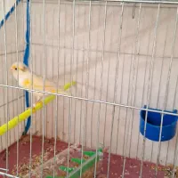 قناری تماس بگیرید.