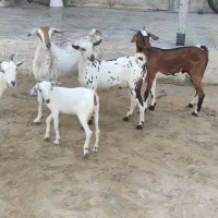 نری شهری چاق چلمپ و کهره با بچه ماده داشتی چاق|حیوانات مزرعه|قشم, |دیوار