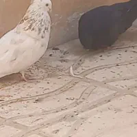 گم شده .نر شمشادی.نر کرز و ماده زاغ|حیوانات|کرمانشاه, |دیوار