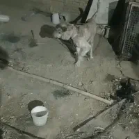 سک افغانی نر دوساله|سگ|جونقان, |دیوار