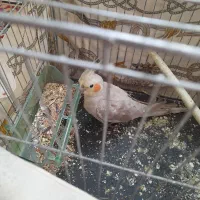 فروش فوری عروس هلندی نر آهویی جوان همراه با غذا|پرنده|قائمشهر, |دیوار