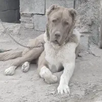 آگهی رو بخون گمشده