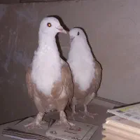 کله سفید کربلایی