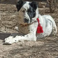 سگ قهدریجانی|سگ|مبارکه, |دیوار