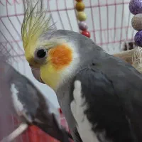 عروس هلندی نر(خاکستری)