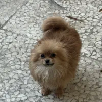 توله پامرانین خرسی نر